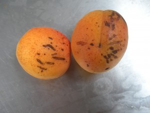 Ugly apricots