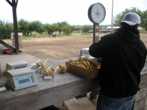 pristine apricots being weighed