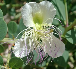 Capparis spinosa 